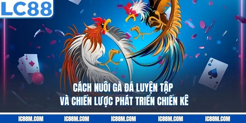 Cách Nuôi Gà Đá Đỉnh Cao Chiến Kê Nào Cũng Thắng